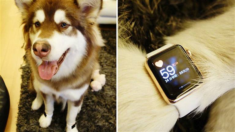 Millonario Chino Compra a su Perro dos Apple Watch Edition