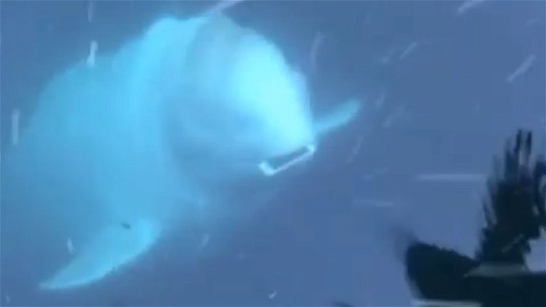 Se le cae el iPhone al mar y una ballena beluga lo recupera y se lo devuelve