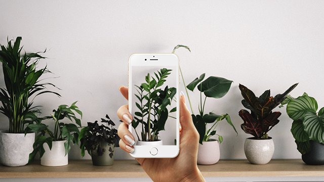 Las mejores 8 aplicaciones para identificar plantas y flores en el iPhone