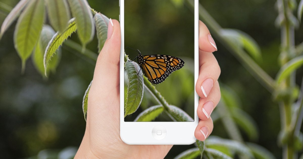 Las mejores apps para identificar insectos desde iPhone
