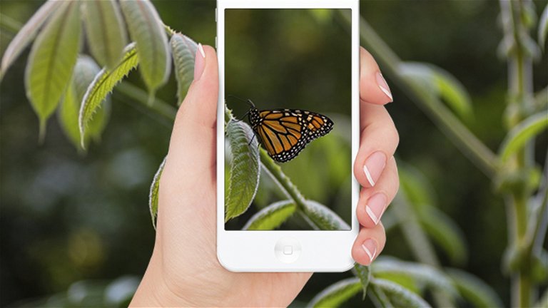 Mejores apps para identificar insectos desde iPhone
