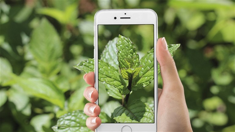 Gestionar moral Estresante Mejores apps para identificar plantas medicinales desde iPhone
