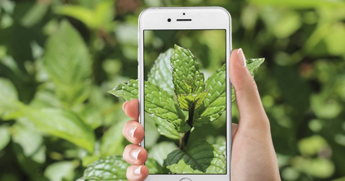 Las mejores apps para identificar plantas medicinales desde iPhone