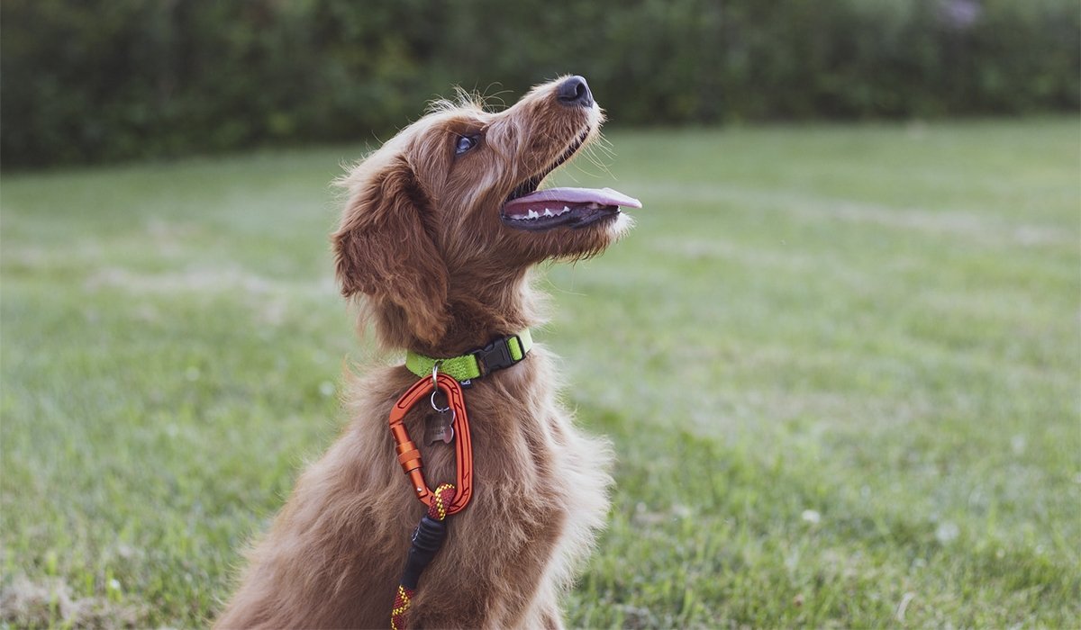 Best Dog Training Apps for iPhone Quibbles N Bits