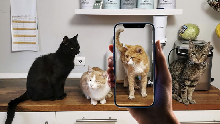 7 aplicaciones de identificación de razas de gatos disponibles para iPhone