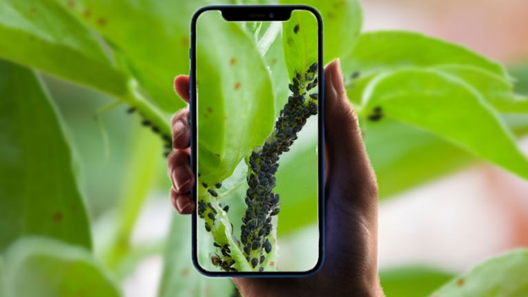 Apps para detectar enfermedades y plagas en plantas desde iPhone