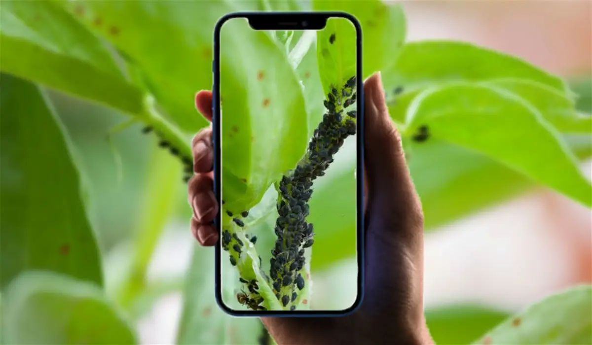 Applications for detecting diseases and pests in plants from the iPhone