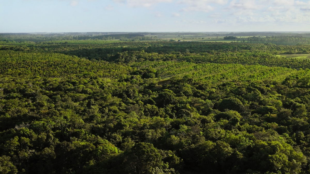 El Fondo de Reforestación de Apple muestra sus progresos en el Bosque  Atlántico de América del Sur