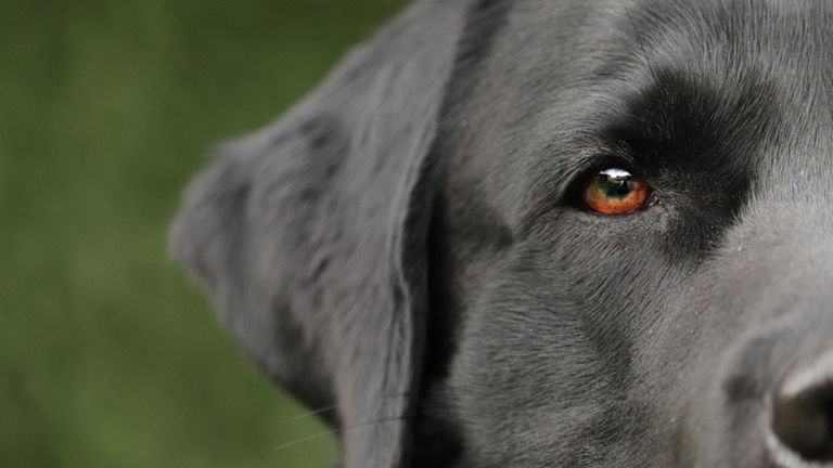 Esta nueva app es perfecta para cuidar a tu mascota y controlar su salud